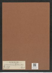 Actinoptychus leptonitos Grev. (de-Toni-Nr.: Genus 227, Species 5552) Zeichnungen Sammlung Grunow Mappe 05311 (Herbarium_W_Grunow_drawings_Folder_05311)